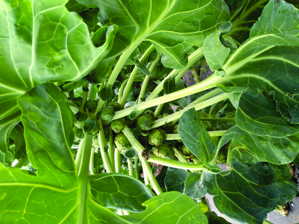 brussel sprouts